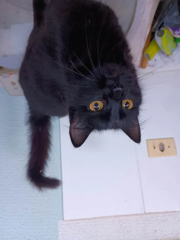 Gato ra a SRD-ViraLata idade 1 ano nome Zara