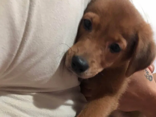 Cachorro raça SRD-ViraLata idade 2 a 6 meses nome Estrela 