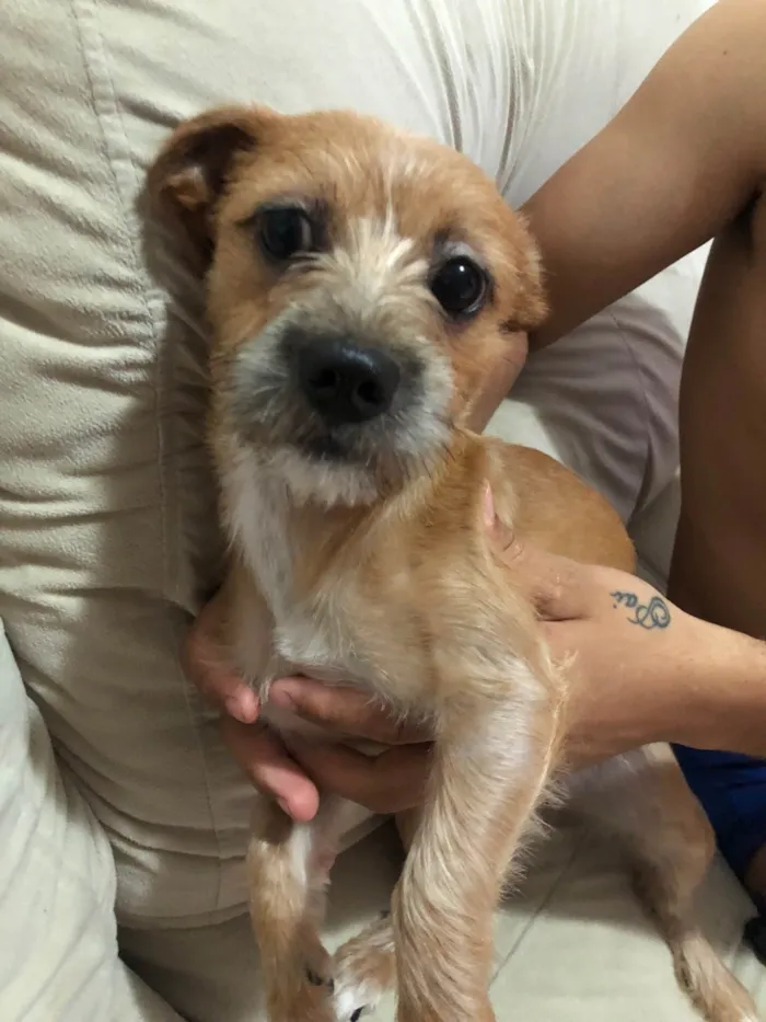 Cachorro ra a SRD-ViraLata idade 2 a 6 meses nome Mel 