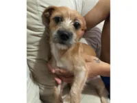 Cachorro raça SRD-ViraLata idade 2 a 6 meses nome Mel 