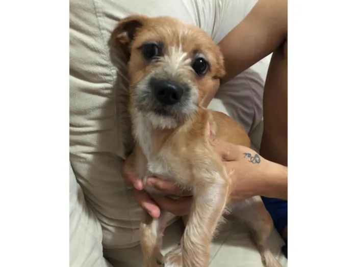 Cachorro ra a SRD-ViraLata idade 2 a 6 meses nome Mel 