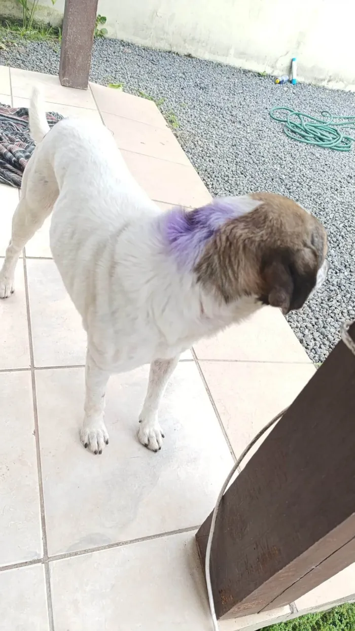 Cachorro ra a SRD-ViraLata idade 5 anos nome Boby