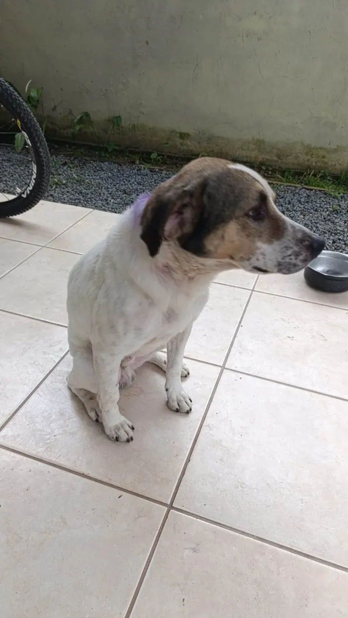 Cachorro ra a SRD-ViraLata idade 5 anos nome Boby