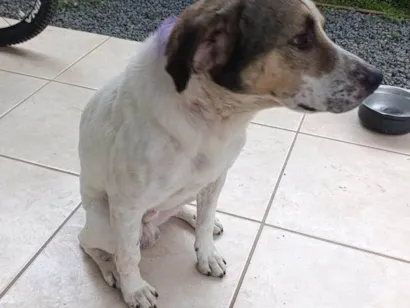 Cachorro raça SRD-ViraLata idade 5 anos nome Boby