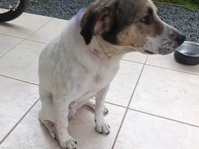 Cachorro ra a SRD-ViraLata idade 5 anos nome Boby