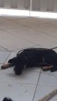 Cachorro ra a SRD-ViraLata idade 2 a 6 meses nome Jhuly