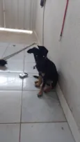 Cachorro ra a SRD-ViraLata idade 2 a 6 meses nome Jhuly