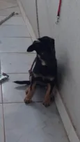 Cachorro ra a SRD-ViraLata idade 2 a 6 meses nome Jhuly
