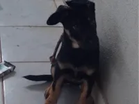 Cachorro ra a SRD-ViraLata idade 2 a 6 meses nome Jhuly