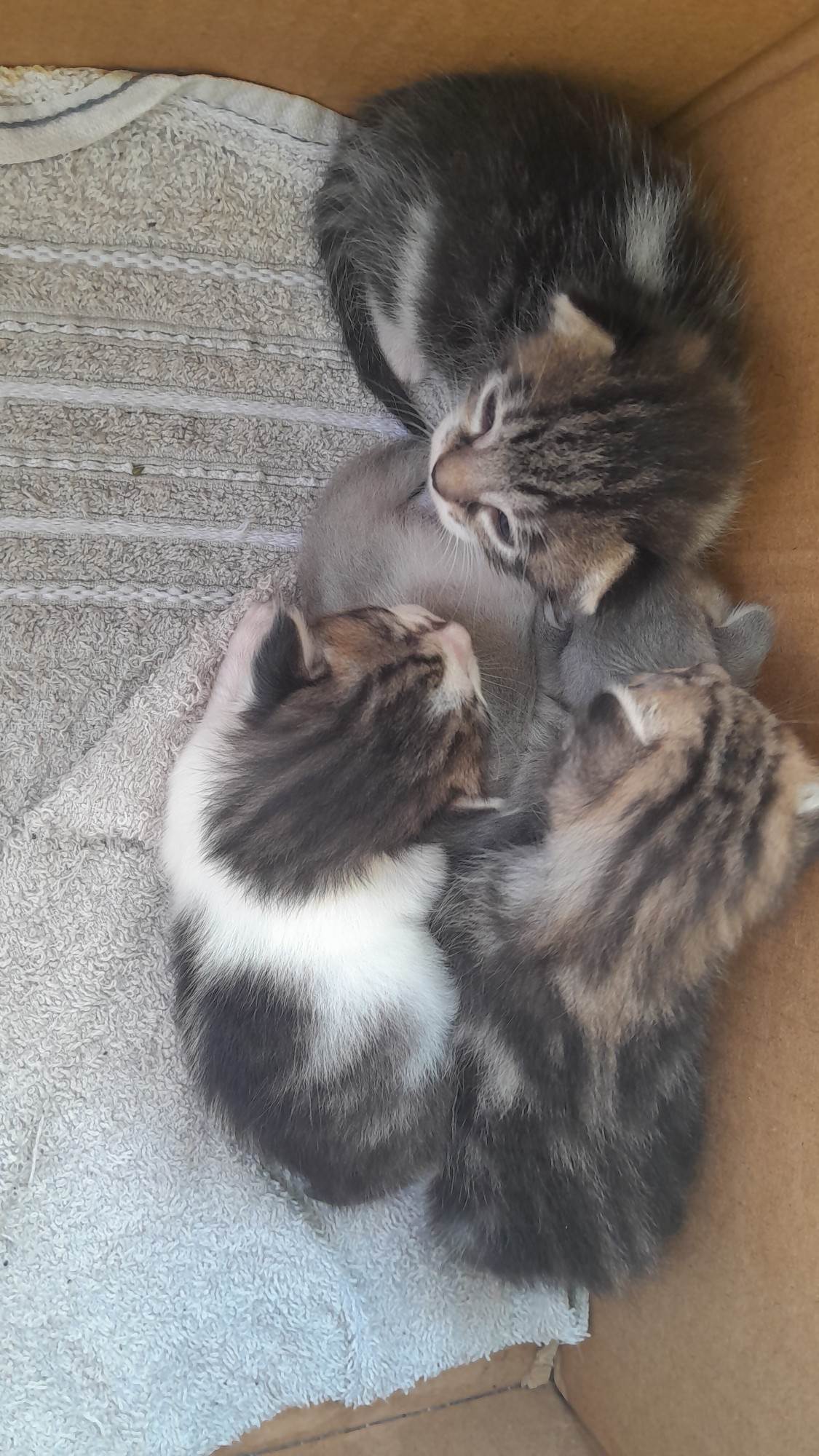 Gato ra a SRD-ViraLata idade Abaixo de 2 meses nome Nala Freud Niko Frida