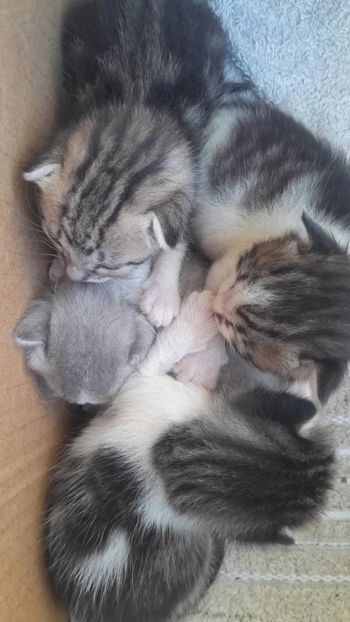 Gato ra a SRD-ViraLata idade Abaixo de 2 meses nome Nala Freud Niko Frida