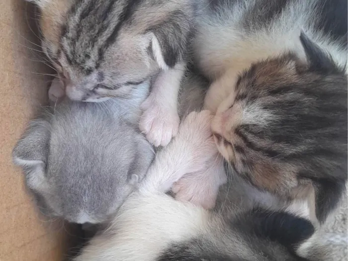 Gato ra a SRD-ViraLata idade Abaixo de 2 meses nome Nala Freud Niko Frida