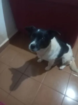 Cachorro raça SRD-ViraLata idade 2 anos nome Lucy 
