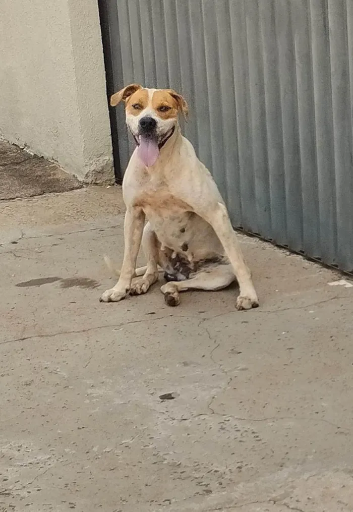 Cachorro ra a SRD-ViraLata idade 3 anos nome Pandora