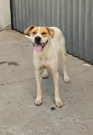 Cachorro ra a SRD-ViraLata idade 3 anos nome Pandora