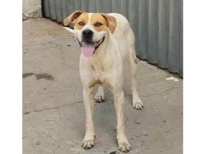 Cachorro raça SRD-ViraLata idade 3 anos nome Pandora