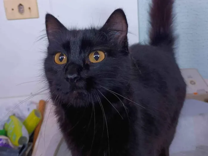 Gato raça SRD-ViraLata idade 1 ano nome Zara