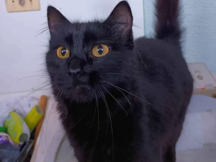 Gato ra a SRD-ViraLata idade 1 ano nome Zara