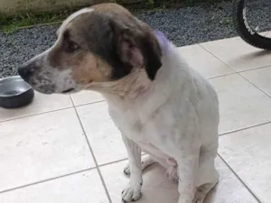 Cachorro raça SRD-ViraLata idade 5 anos nome Boby