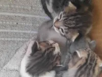 Gato ra a SRD-ViraLata idade Abaixo de 2 meses nome Nala Freud Niko Frida