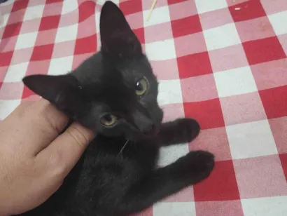 Gato raça SRD-ViraLata idade Abaixo de 2 meses nome LEONARDO CONCATO NETO