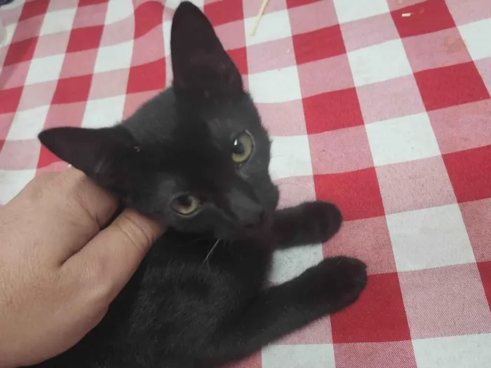 Gato ra a SRD-ViraLata idade Abaixo de 2 meses nome LEONARDO CONCATO NETO