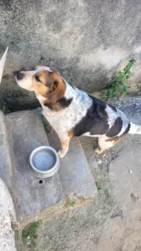 Cachorro raça SRD-ViraLata idade 6 ou mais anos nome Teco