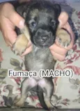 Fumaça 