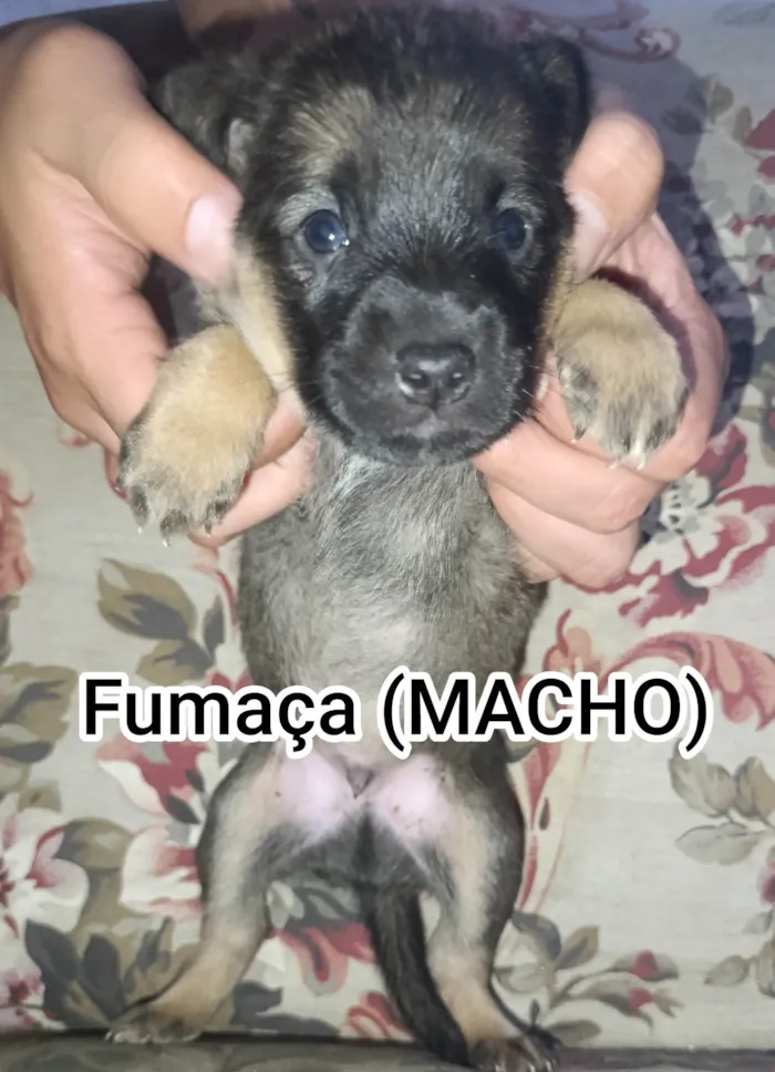 Cachorro raça SRD-ViraLata idade Abaixo de 2 meses nome Fumaça 