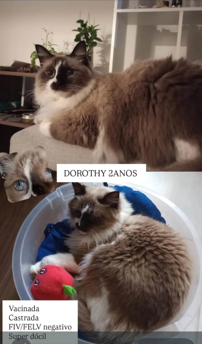 Gato ra a SRD-ViraLata idade 2 anos nome Dorothy