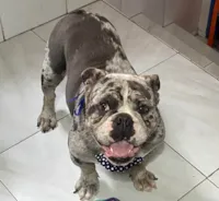 Cachorro raça Bulldog idade 2 anos nome Jamanta