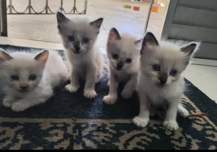 Gato ra a Siamês idade Abaixo de 2 meses nome Me dê um lindo nome