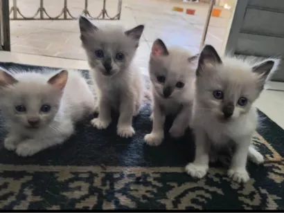 Gato raça Siamês idade Abaixo de 2 meses nome Me dê um lindo nome