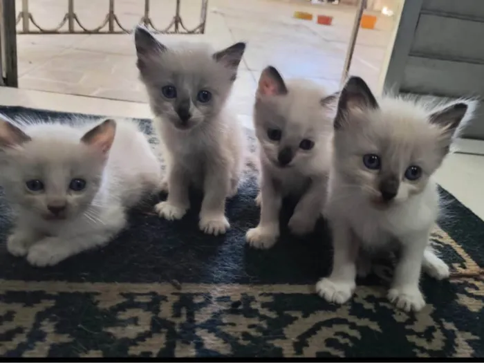 Gato ra a Siamês idade Abaixo de 2 meses nome Me dê um lindo nome