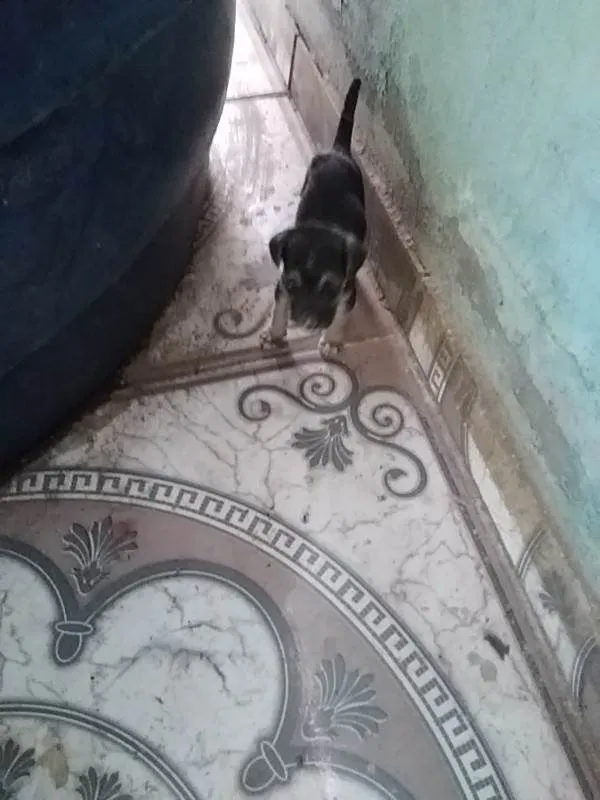 Cachorro ra a SRD-ViraLata idade 2 a 6 meses nome Sem nome ainda
