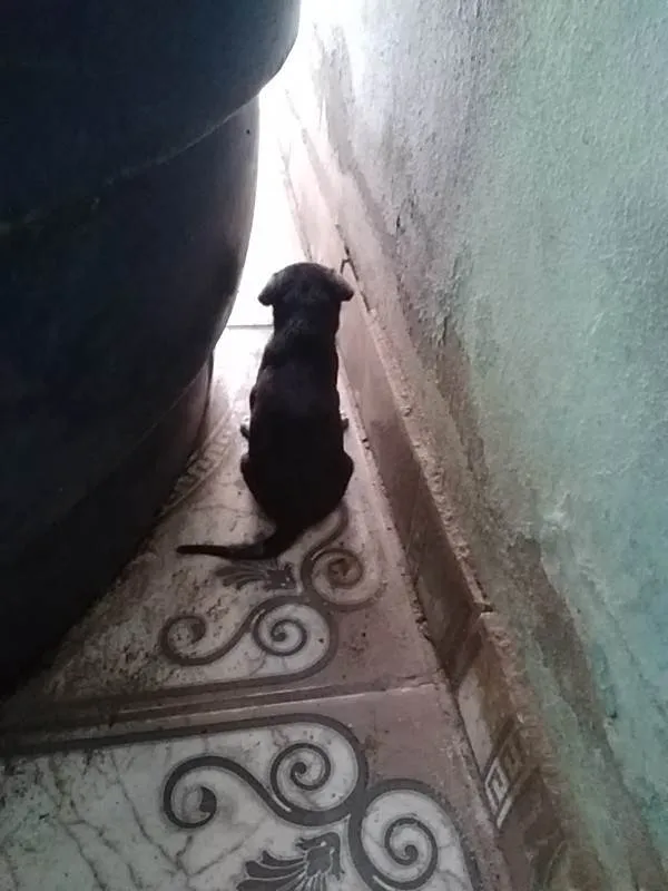 Cachorro ra a SRD-ViraLata idade 2 a 6 meses nome Sem nome ainda