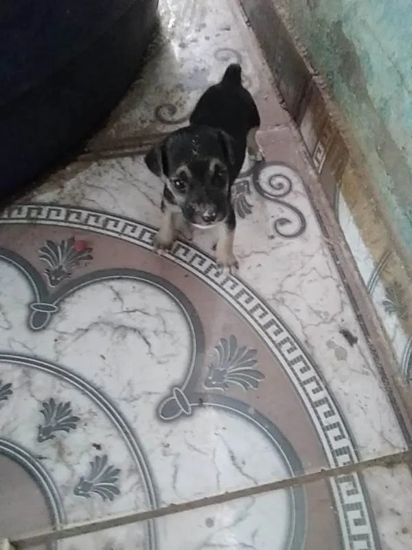 Cachorro ra a SRD-ViraLata idade 2 a 6 meses nome Sem nome ainda