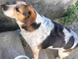 Cachorro raça SRD-ViraLata idade 6 ou mais anos nome Teco
