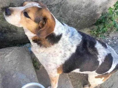 Cachorro raça SRD-ViraLata idade 6 ou mais anos nome Teco