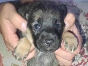 Cachorro raça SRD-ViraLata idade Abaixo de 2 meses nome Fumaça 
