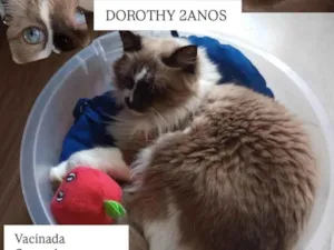 Gato raça SRD-ViraLata idade 2 anos nome Dorothy