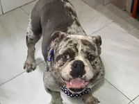 Cachorro raça Bulldog idade 2 anos nome Jamanta