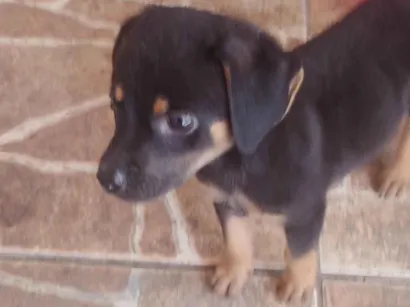 Cachorro raça SRD-ViraLata idade Abaixo de 2 meses nome Pretinha