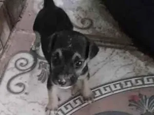 Cachorro raça SRD-ViraLata idade 2 a 6 meses nome Sem nome ainda