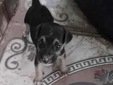 Cachorro ra a SRD-ViraLata idade 2 a 6 meses nome Sem nome ainda
