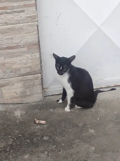 Gato raça SRD-ViraLata idade 2 a 6 meses nome tricolor