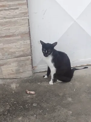 Gato ra a SRD-ViraLata idade 2 a 6 meses nome tricolor