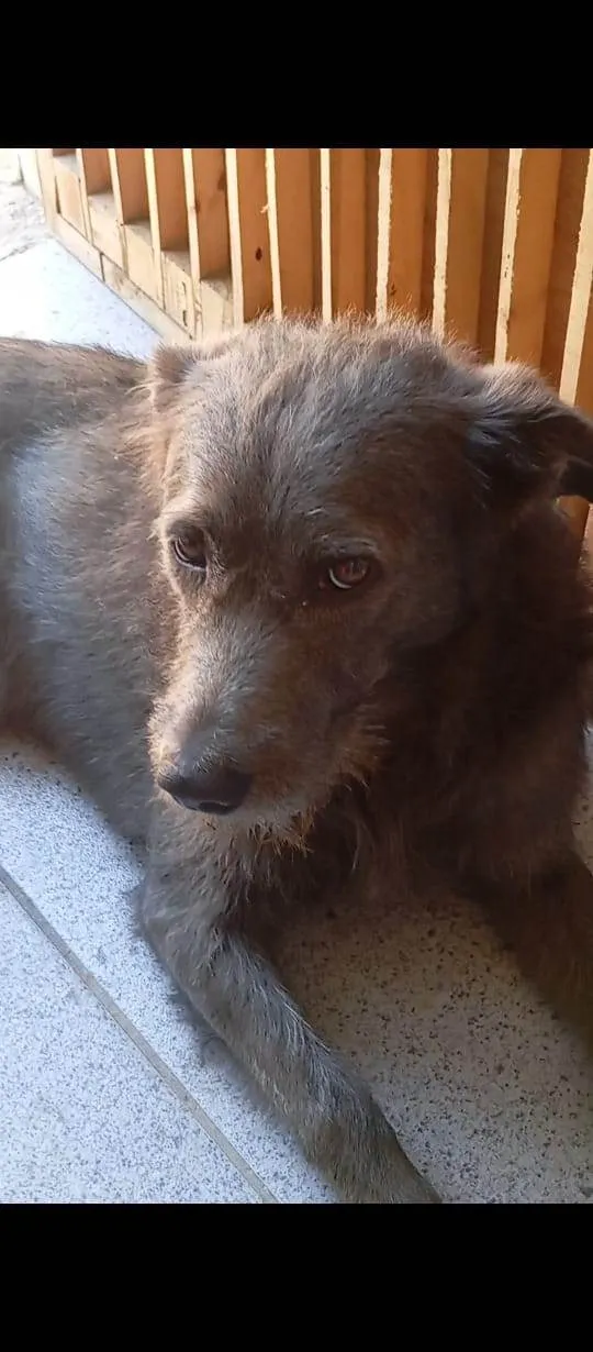 Cachorro ra a SRD-ViraLata idade 1 ano nome Macaco 