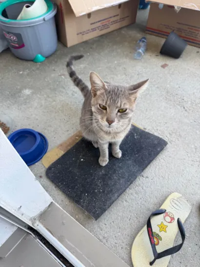 Gato ra a SRD-ViraLata idade 2 anos nome Tico