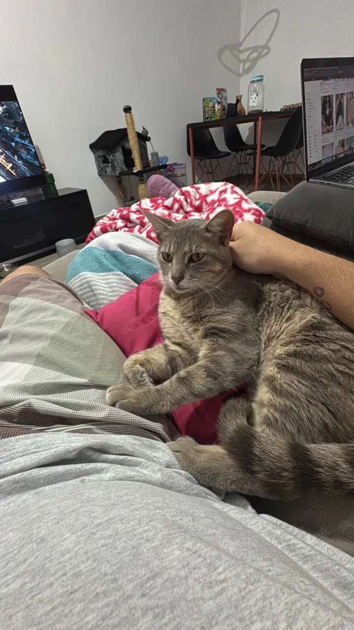 Gato ra a SRD-ViraLata idade 2 anos nome Tico